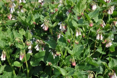 Storblomstret kulsukker Symphytum grandiflorum 5-10 potte P9