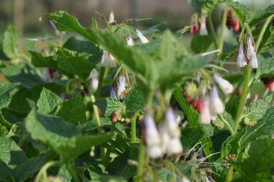 Storblomstret kulsukker Symphytum grandiflorum 5-10 potte P9