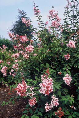 Dværgsyren Syringa microphylla 'Superba' busk 40-50 potte C3