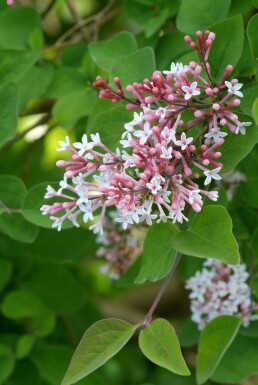 Dværgsyren Syringa microphylla 'Superba' busk 40-50 potte C3