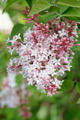 Dværgsyren Syringa microphylla 'Superba' busk 40-50 potte C3