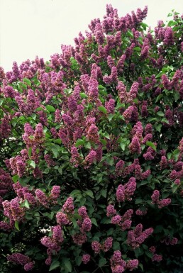 Almindelig syren Syringa vulgaris 'Andenken an Ludwig Spath' busk 80-100 potte C12