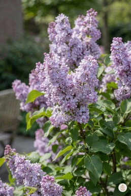 Syringa vulgaris 'Michel Buchner' busk 80-100 cm