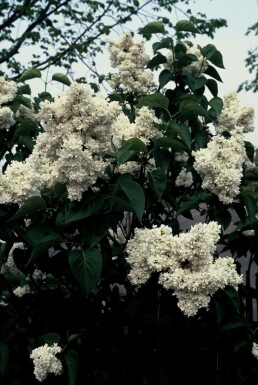 Almindelig syren Syringa vulgaris 'Mme Lemoine' busk 80-100 potte C12