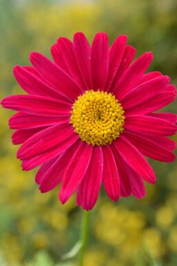 Rosenkrave Tanacetum coccineum 'Robinson's Red' 5-10 potte P9 Tanacetum coccineum 'Robinson's Red'