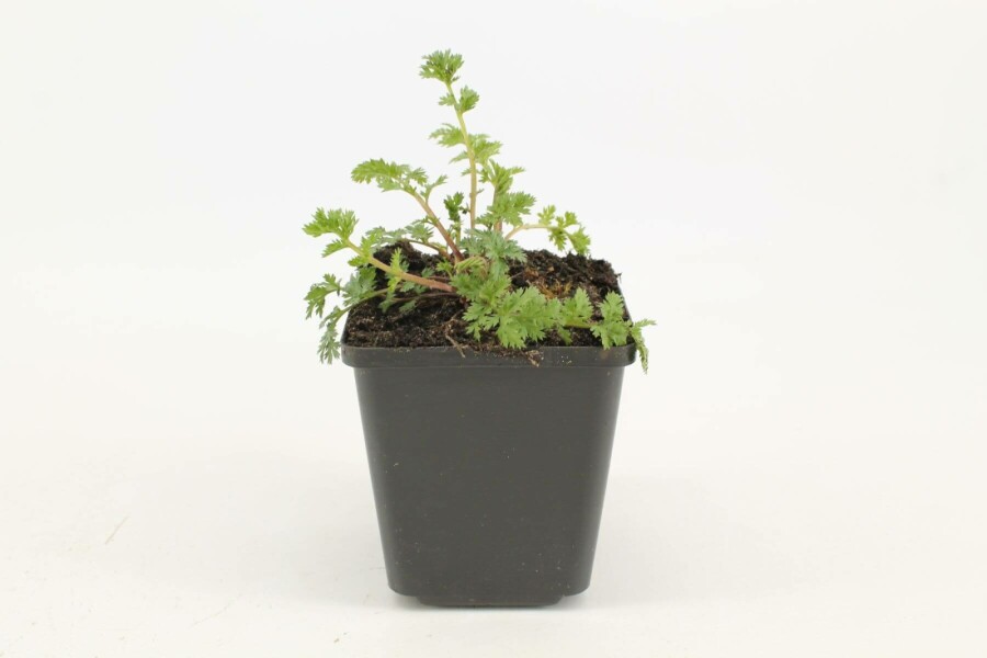 Rosenkrave Tanacetum coccineum 'Robinson's Red' 5-10 potte P9 Tanacetum coccineum 'Robinson's Red'