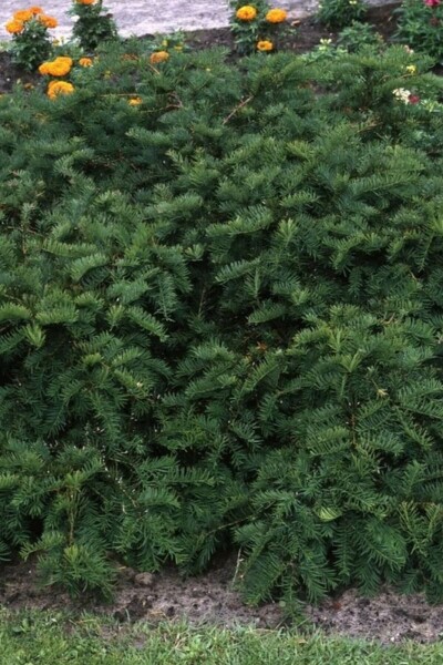Taxus baccata 'Repandens' C2 20-30