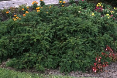 Taxus baccata 'Repandens' C2 20-30