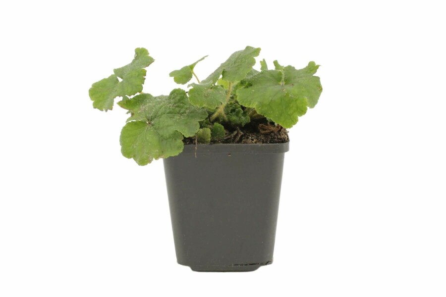 Storblomstret biskophat Tellima grandiflora 5-10 potte P9 Tellima grandiflora