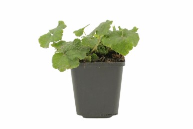 Storblomstret biskophat Tellima grandiflora 5-10 potte P9 Tellima grandiflora