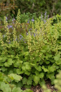 Storblomstret biskophat Tellima grandiflora 'Rubra' 5-10 potte P9 Tellima grandiflora 'Rubra'