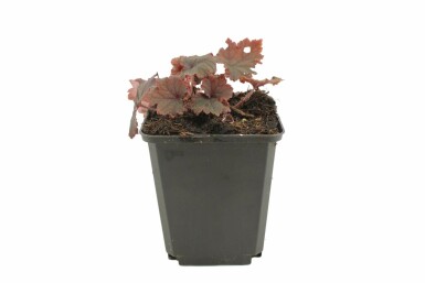 Storblomstret biskophat Tellima grandiflora 'Rubra' 5-10 potte P9 Tellima grandiflora 'Rubra'