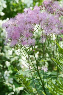 Akelejefrøstjerne Thalictrum aquilegiifolium 5-10 potte P9 Thalictrum aquilegiifolium