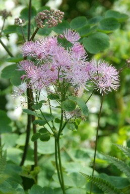Akelejefrøstjerne Thalictrum aquilegiifolium 5-10 potte P9 Thalictrum aquilegiifolium