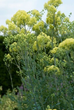Frøstjerne Thalictrum flavum subsp. glaucum 5-10 potte P9 Thalictrum flavum subsp. glaucum