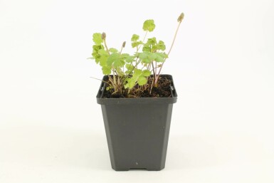 Frøstjerne Thalictrum flavum subsp. glaucum 5-10 potte P9 Thalictrum flavum subsp. glaucum