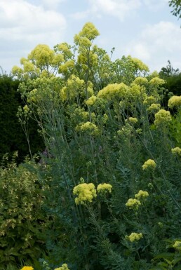 Frøstjerne Thalictrum flavum subsp. glaucum 5-10 potte P9