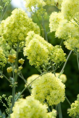 Frøstjerne Thalictrum flavum subsp. glaucum 5-10 potte P9