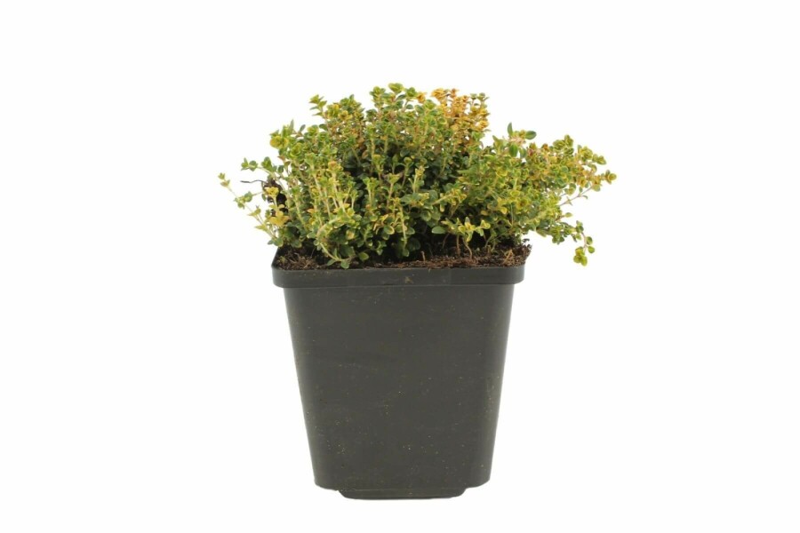 Timian Thymus 'Doone Valley' 5-10 potte P9 Thymus 'Doone Valley'