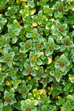 Timian Thymus 'Doone Valley' 5-10 potte P9 Thymus 'Doone Valley'