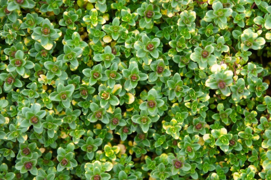 Timian Thymus 'Doone Valley' 5-10 potte P9 Thymus 'Doone Valley'