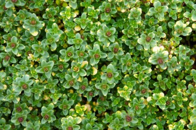 Timian Thymus 'Doone Valley' 5-10 potte P9 Thymus 'Doone Valley'