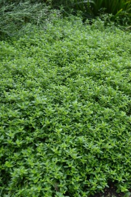 Citrontimian Thymus × citriodorus 'Aureus' 5-10 potte P9 Thymus × citriodorus 'Aureus'