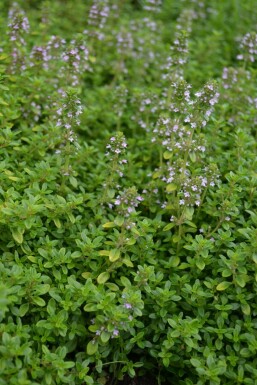 Citrontimian Thymus × citriodorus 'Bertram Anderson' 5-10 potte P9 Thymus × citriodorus 'Bertram Anderson'