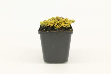 Citrontimian Thymus × citriodorus 'Bertram Anderson' 5-10 potte P9 Thymus × citriodorus 'Bertram Anderson'
