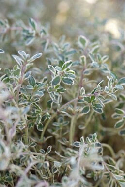 Citrontimian Thymus × citriodorus 'Silver Queen' 5-10 potte P9 Thymus × citriodorus 'Silver Queen'