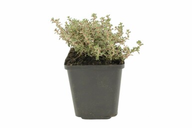 Citrontimian Thymus × citriodorus 'Silver Queen' 5-10 potte P9 Thymus × citriodorus 'Silver Queen'