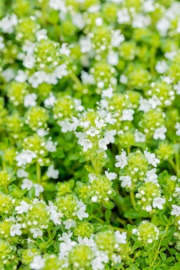 Tidlig timian Thymus praecox 'Albiflorus' 5-10 potte P9 Thymus praecox 'Albiflorus'