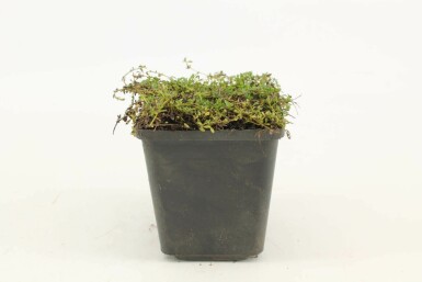 Tidlig timian Thymus praecox 'Albiflorus' 5-10 potte P9 Thymus praecox 'Albiflorus'