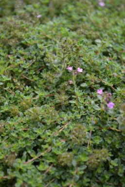 Tidlig timian Thymus praecox 'Coccineus' 5-10 potte P9 Thymus praecox 'Coccineus'