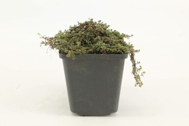 Tidlig timian Thymus praecox 'Coccineus' 5-10 potte P9 Thymus praecox 'Coccineus'