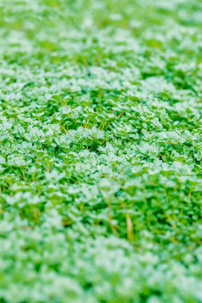 Tidlig timian Thymus praecox 'Minor' 5-10 potte P9 Thymus praecox 'Minor'