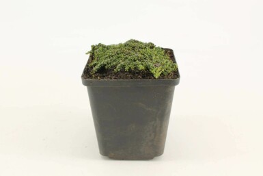 Tidlig timian Thymus praecox 'Minor' 5-10 potte P9 Thymus praecox 'Minor'
