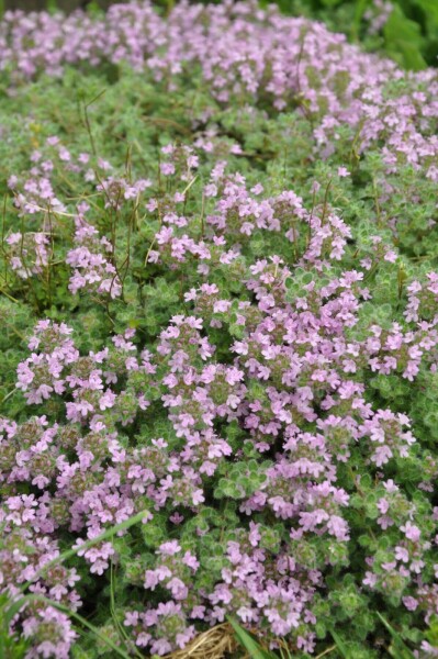 Tidlig timian Thymus praecox 'Pseudolanuginosus' 5-10 potte P9 Thymus praecox 'Pseudolanuginosus'