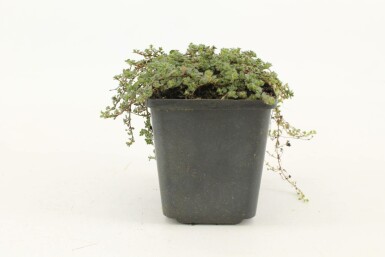 Tidlig timian Thymus praecox 'Pseudolanuginosus' 5-10 potte P9 Thymus praecox 'Pseudolanuginosus'