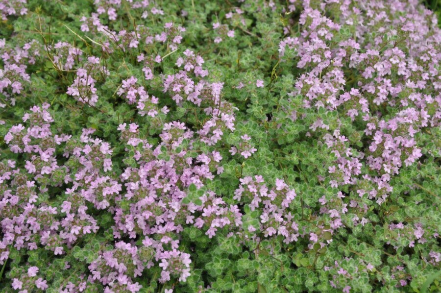 Tidlig timian Thymus praecox 'Pseudolanuginosus' 5-10 potte P9 Thymus praecox 'Pseudolanuginosus'