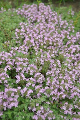 Tidlig timian Thymus praecox 'Pseudolanuginosus' 5-10 potte P9 Thymus praecox 'Pseudolanuginosus'