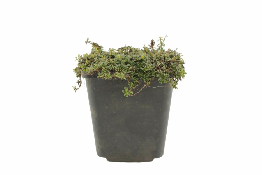 Tidlig timian Thymus praecox 'Purple Beauty' 5-10 potte P9 Thymus praecox 'Purple Beauty'