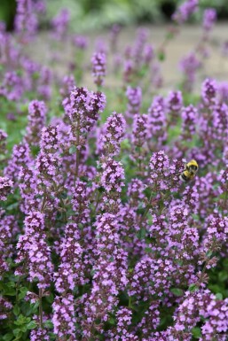Smalbladet timian Thymus serpyllum 5-10 potte P9 Thymus serpyllum