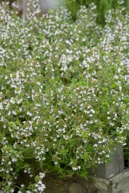 Havetimian Thymus vulgaris 5-10 potte P9 Thymus vulgaris