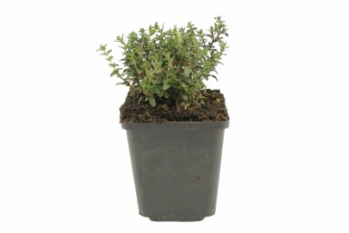 Havetimian Thymus vulgaris 5-10 potte P9