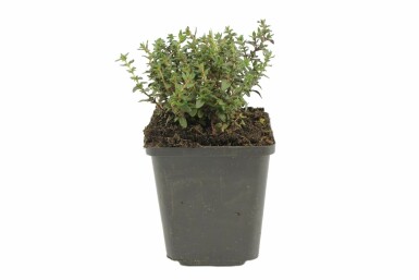 Havetimian Thymus vulgaris 5-10 potte P9 Thymus vulgaris
