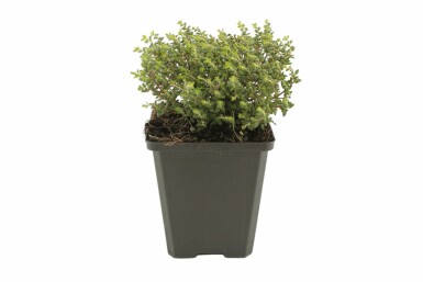 Havetimian Thymus vulgaris 'Compactus' 5-10 potte P9 Thymus vulgaris 'Compactus'