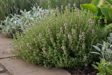 Havetimian Thymus vulgaris 'Compactus' 5-10 potte P9 Thymus vulgaris 'Compactus'