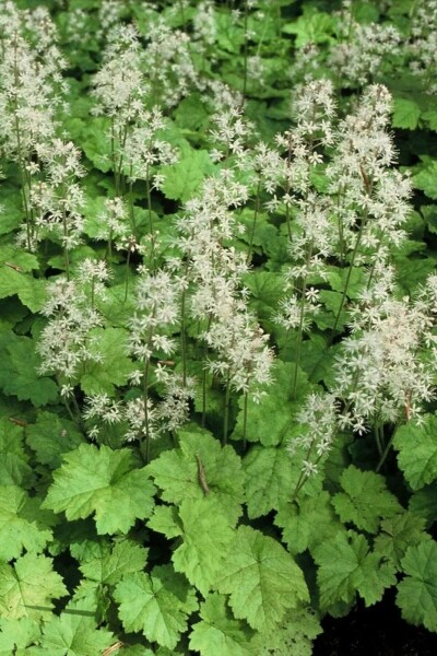 Almindelig skumblomst Tiarella cordifolia 5-10 potte P9 Tiarella cordifolia