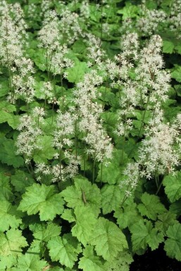 Almindelig skumblomst Tiarella cordifolia 5-10 potte P9